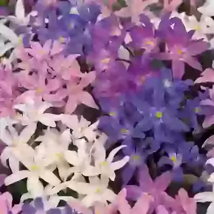 Mixed